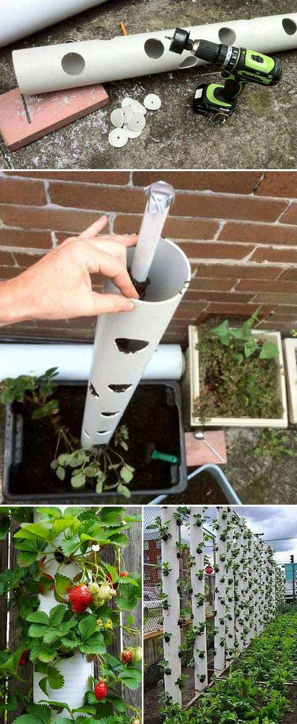 ideas for growing strawberries in a small garden