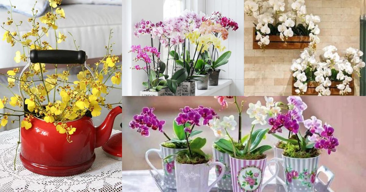 ideas to decorate the house with orchids 2