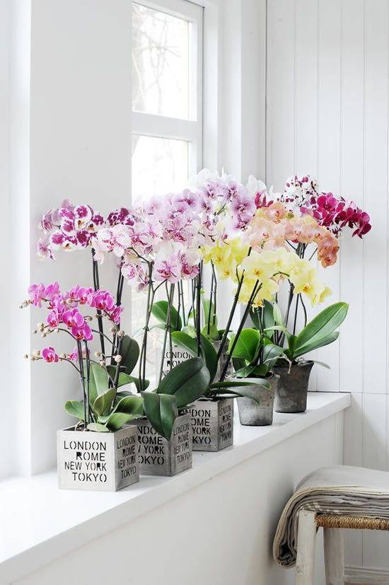 Ideas to Decorate the House with Orchids