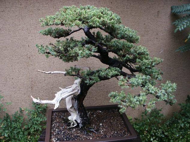 10+ Impressive Japanese Garden With Bonsai Tree