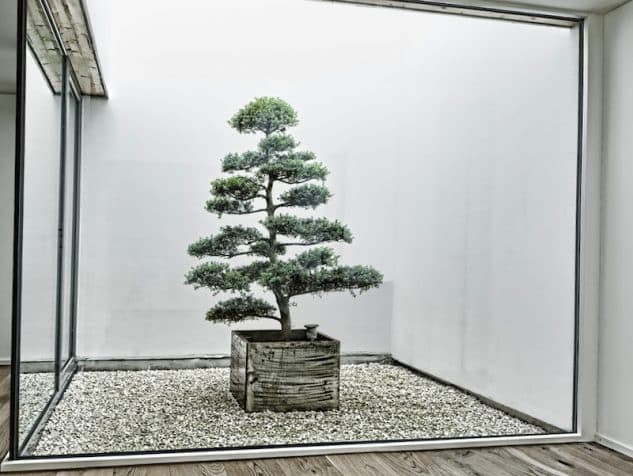 10+ Impressive Japanese Garden With Bonsai Tree