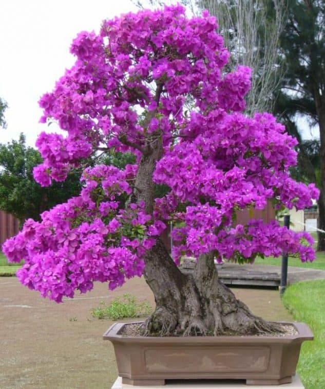 10+ Impressive Japanese Garden With Bonsai Tree