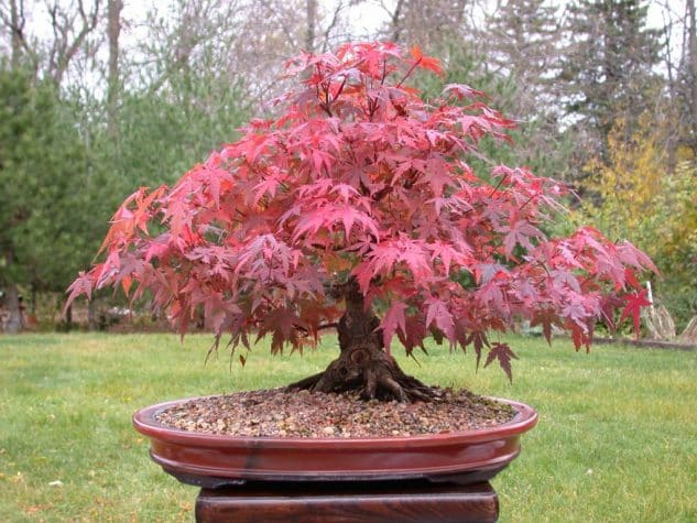 10+ Impressive Japanese Garden With Bonsai Tree