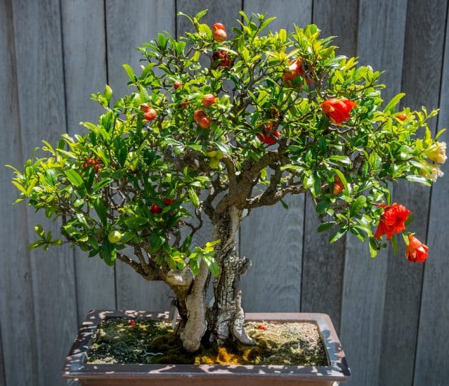 10+ Impressive Japanese Garden With Bonsai Tree