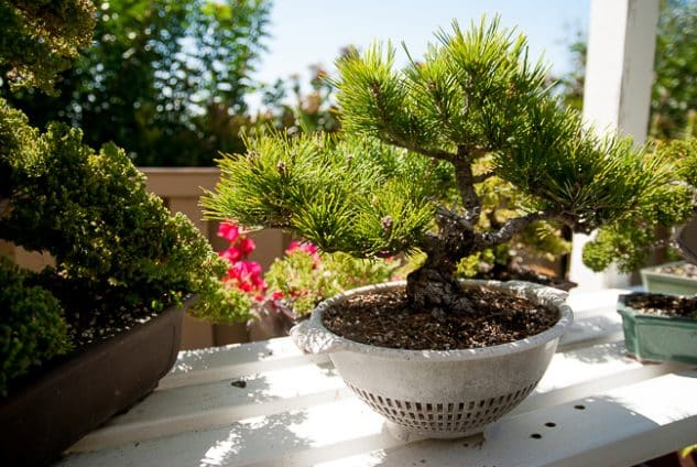 10+ Impressive Japanese Garden With Bonsai Tree