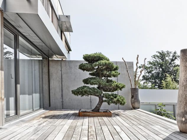 10+ Impressive Japanese Garden With Bonsai Tree