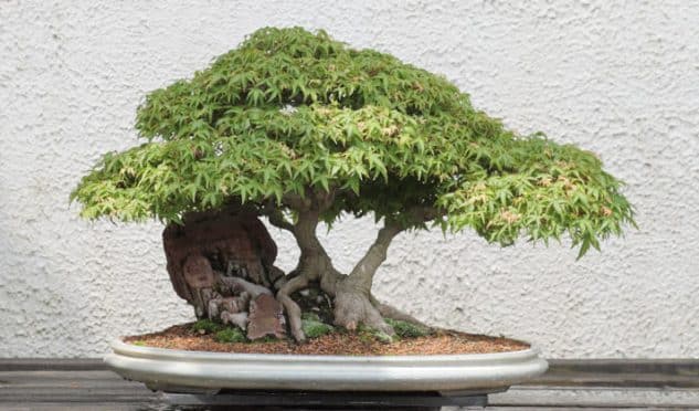 10+ Impressive Japanese Garden With Bonsai Tree