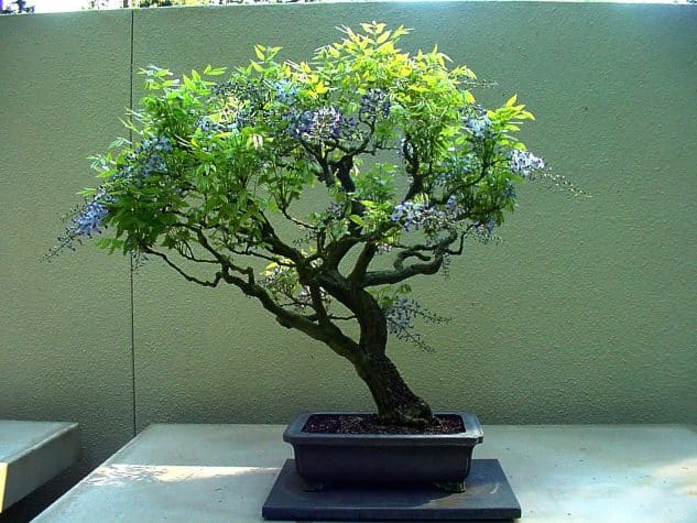 10+ Impressive Japanese Garden With Bonsai Tree