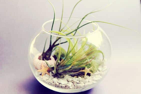 lovely-terrarium-ideas-18