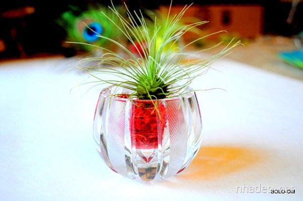 lovely-terrarium-ideas-19