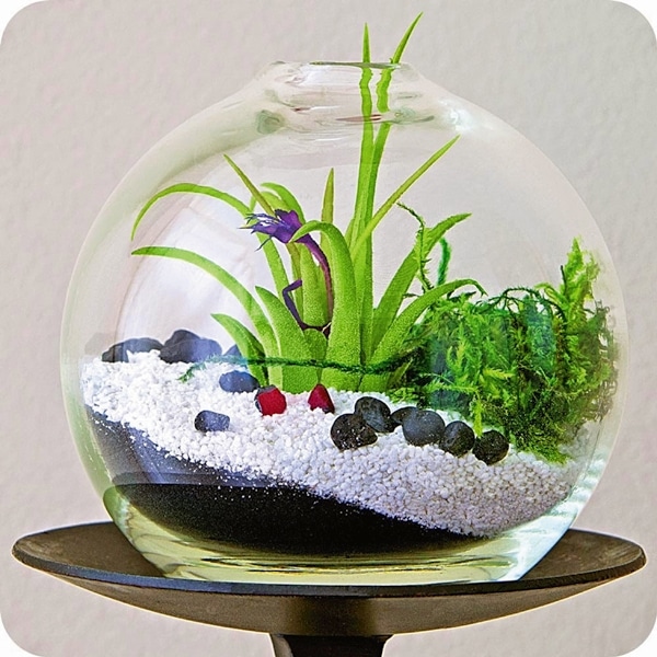 15+ Lovely Terrarium Ideas That Are Simply Amazing