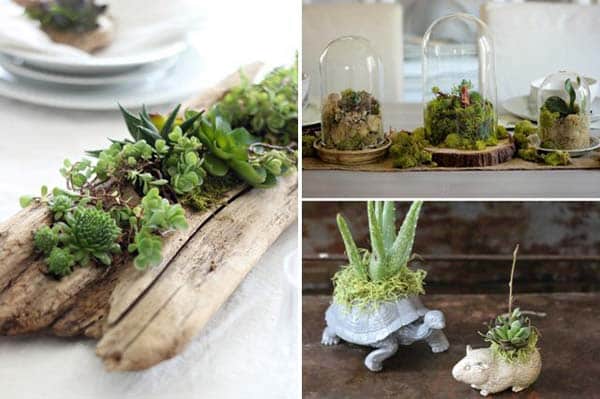 Awesome Indoor Mini Garden Ideas