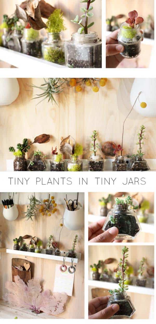 Awesome Indoor Mini Garden Ideas