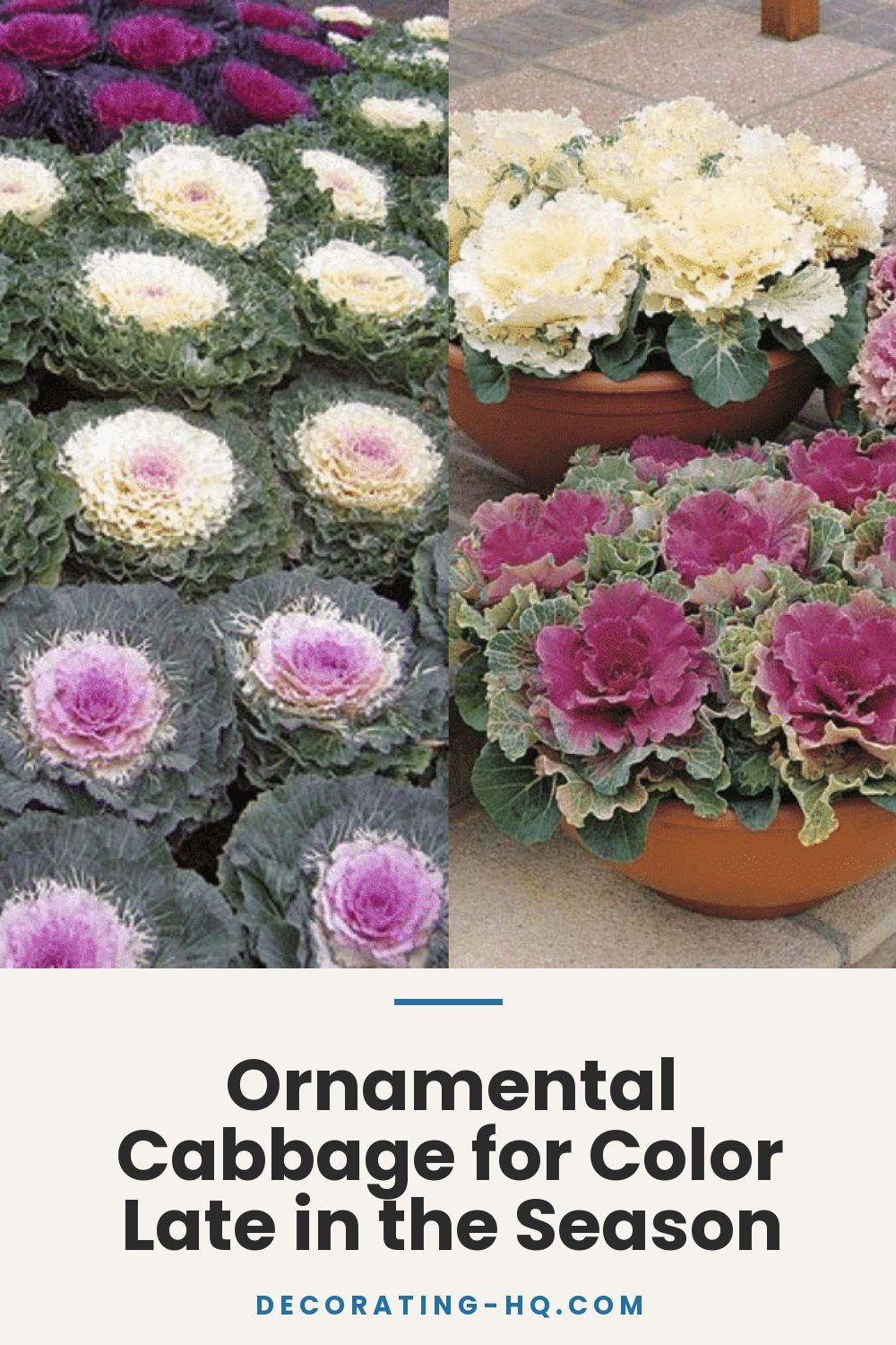 Ornamental Cabbage for Color Late in the Season