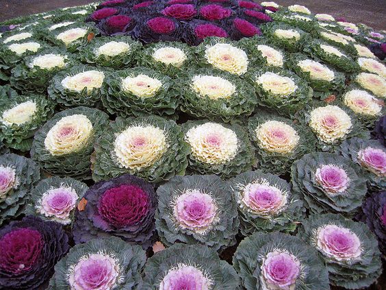 ORNAMENTAL CABBAGE in Gardens Colorful Charm