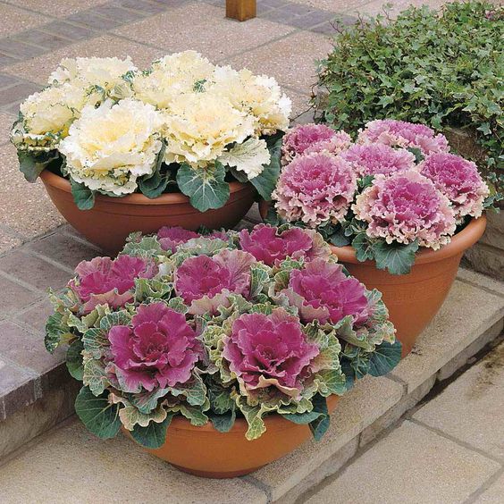 ORNAMENTAL CABBAGE in Gardens Colorful Charm