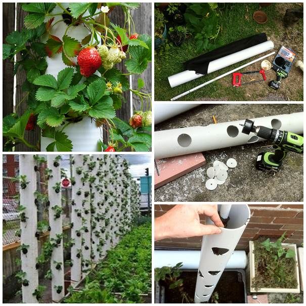 pvc pipe garden ideas 3