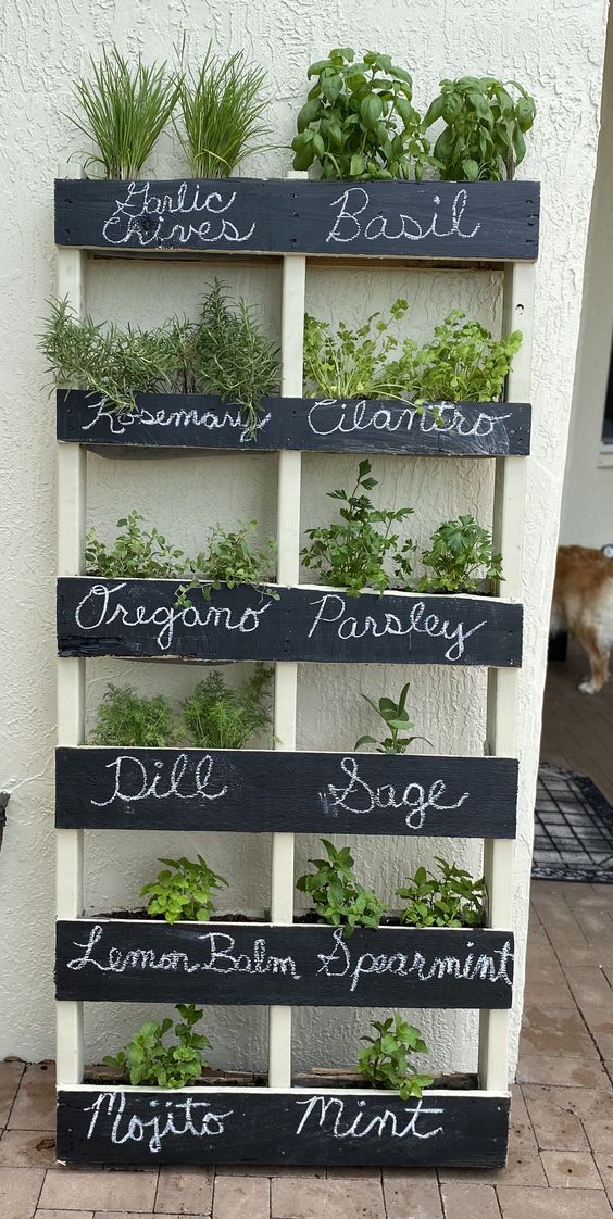 Grow Your Spice Garden at Home – Easy Tips
