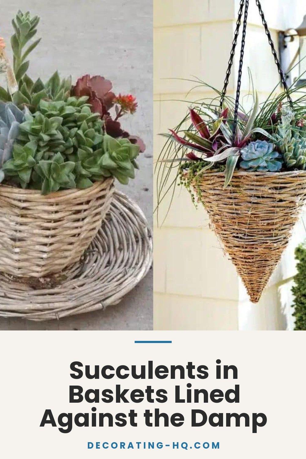 Succulents in Baskets Lined Against the Damp