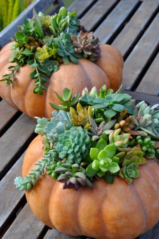 Awesome Succulent Planters