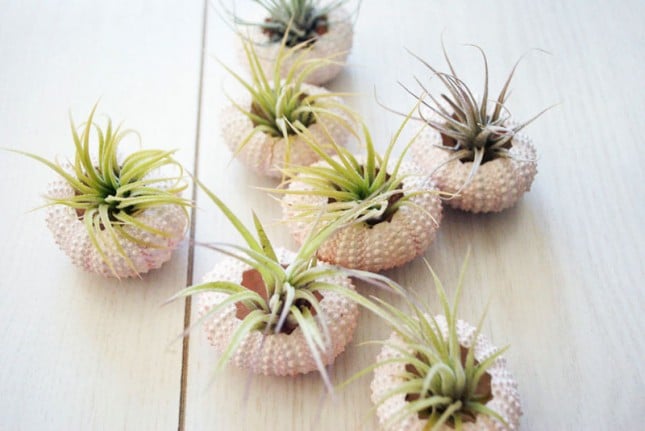 succulent-planters-14