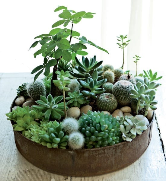 succulent-planters-17