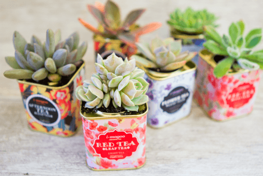 Awesome Succulent Planters