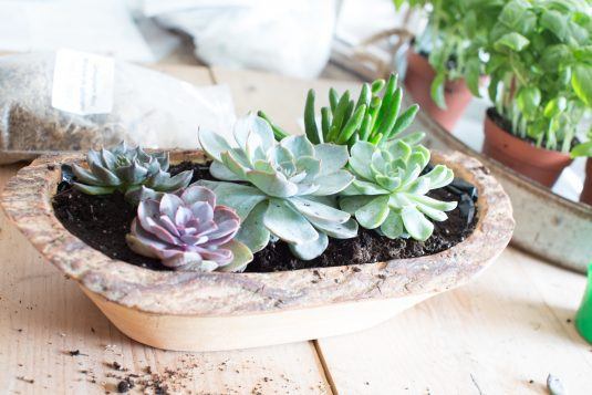 Awesome Succulent Planters