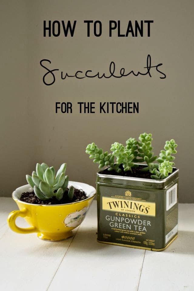 15+ Fascinating Succulent Plants Designs