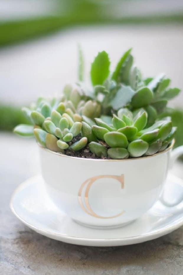 15+ Fascinating Succulent Plants Designs