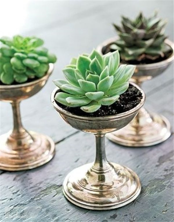 15+ Fascinating Succulent Plants Designs