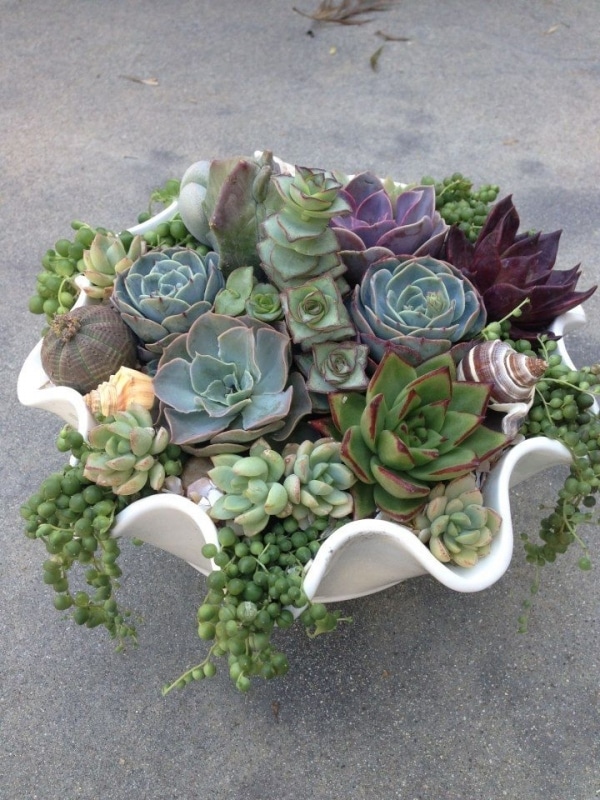 15+ Fascinating Succulent Plants Designs