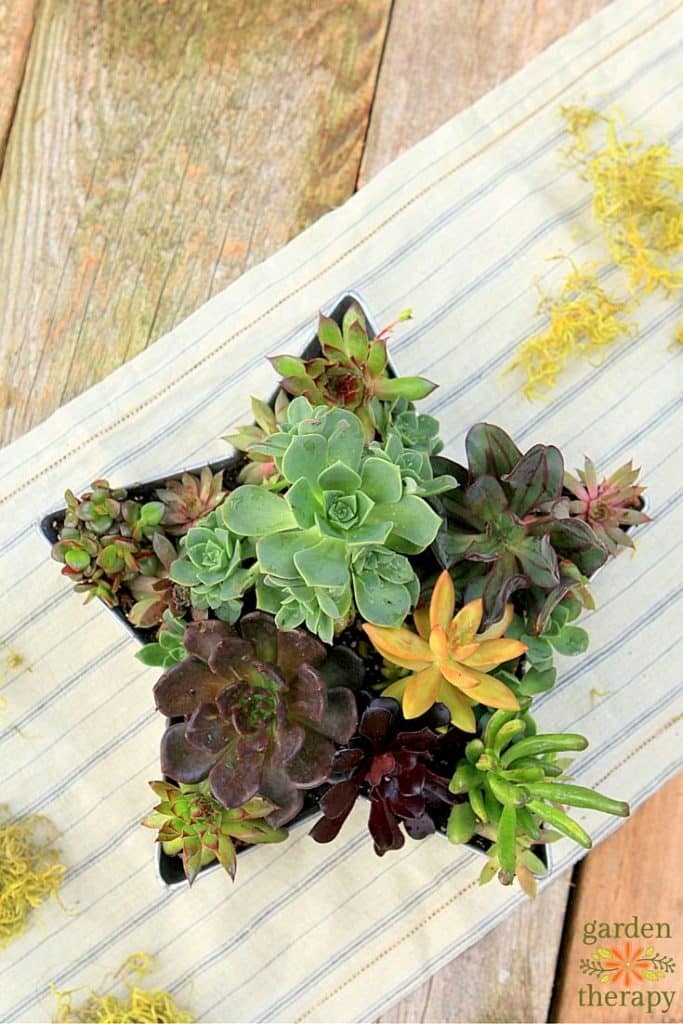 15+ Fascinating Succulent Plants Designs