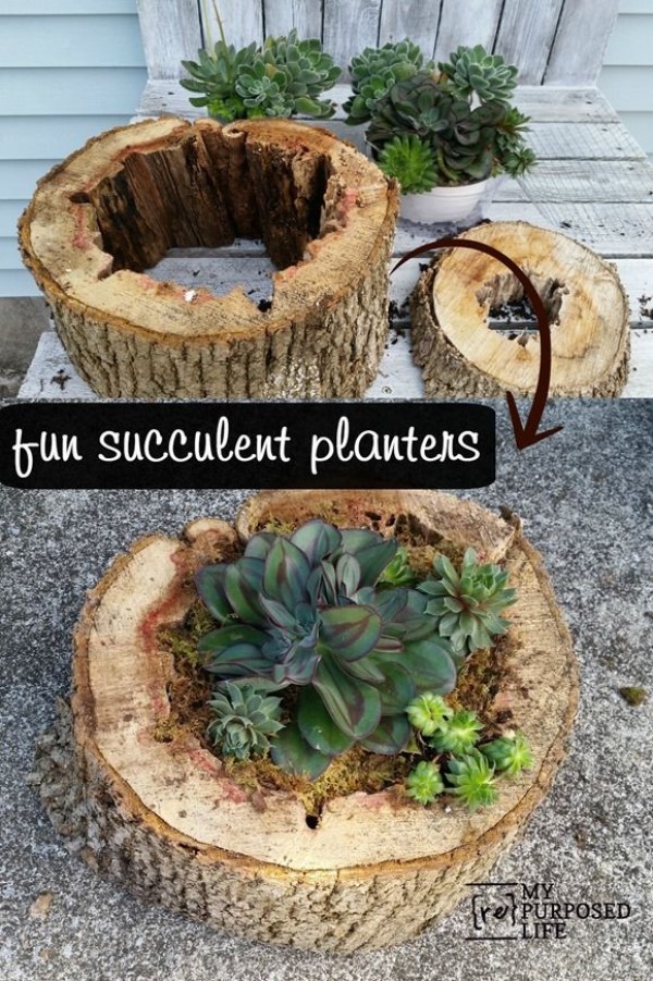 15+ Fascinating Succulent Plants Designs