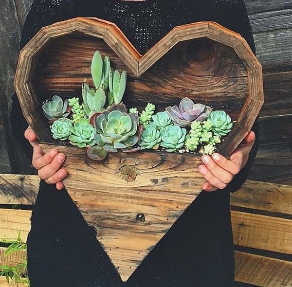 15+ Fascinating Succulent Plants Designs