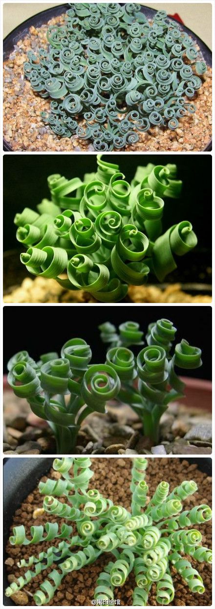 15+ Fascinating Succulent Plants Designs