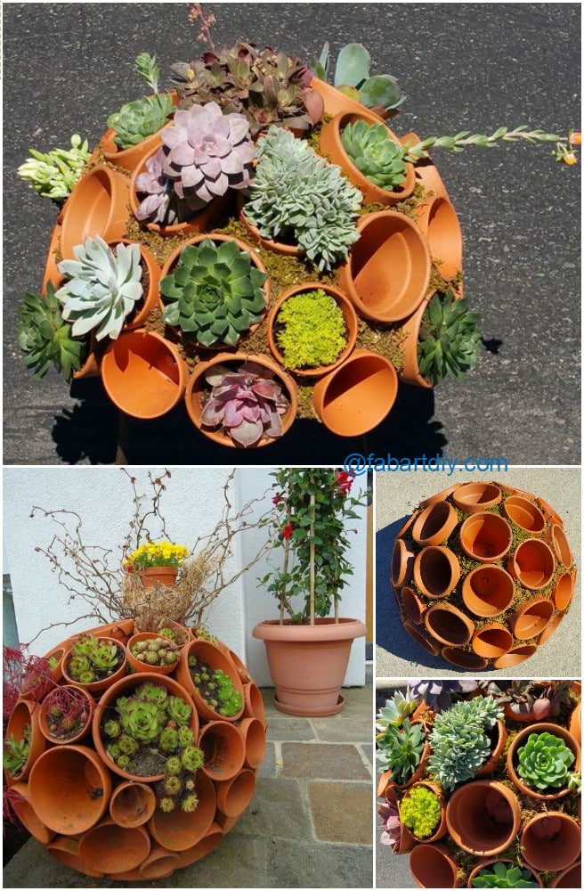 15+ Fascinating Succulent Plants Designs