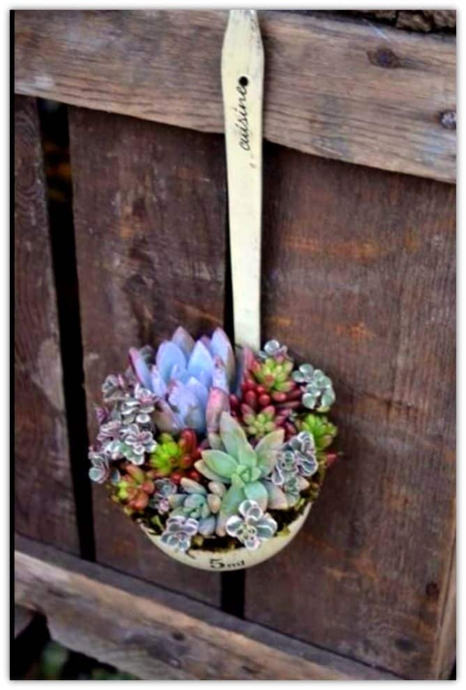 15+ Fascinating Succulent Plants Designs