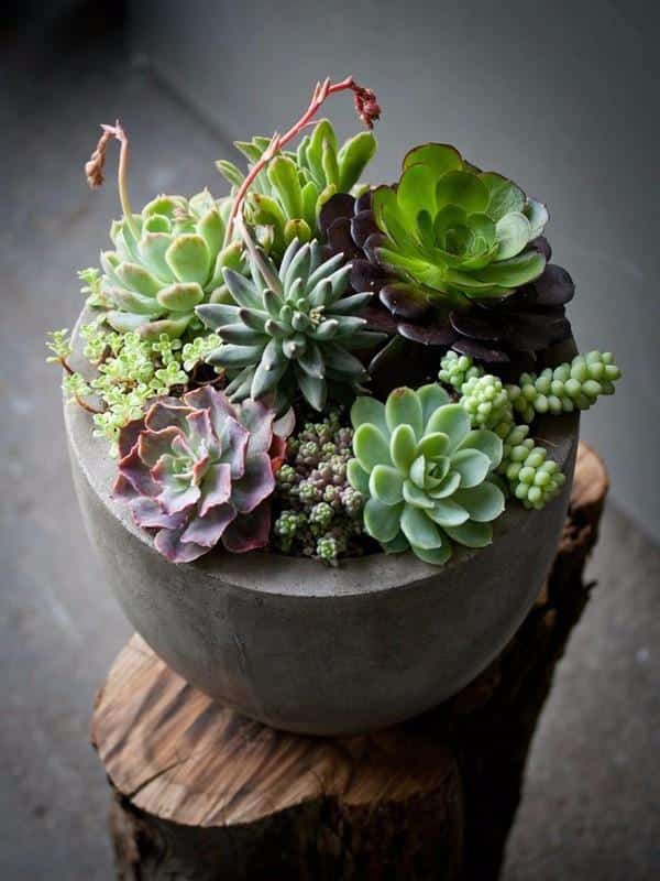 15+ Fascinating Succulent Plants Designs