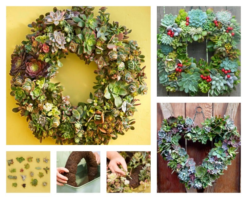 succulent wreath