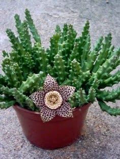 Blooming Beauties: Succulents that Produce Flowers
