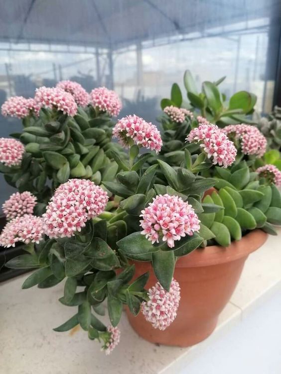 Blooming Beauties: Succulents that Produce Flowers