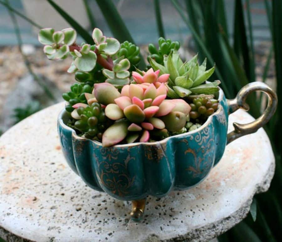 15+ Superb Tiny Teacup Garden Ideas