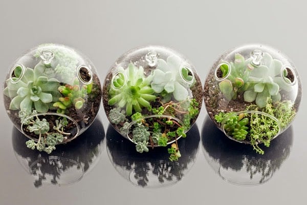 15+ Cool and Creative Terrarium Ideas