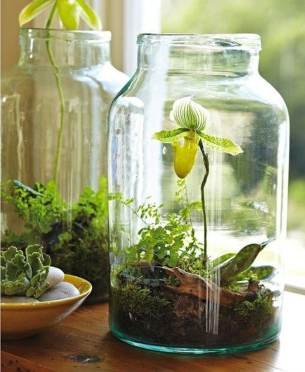 15+ Cool and Creative Terrarium Ideas