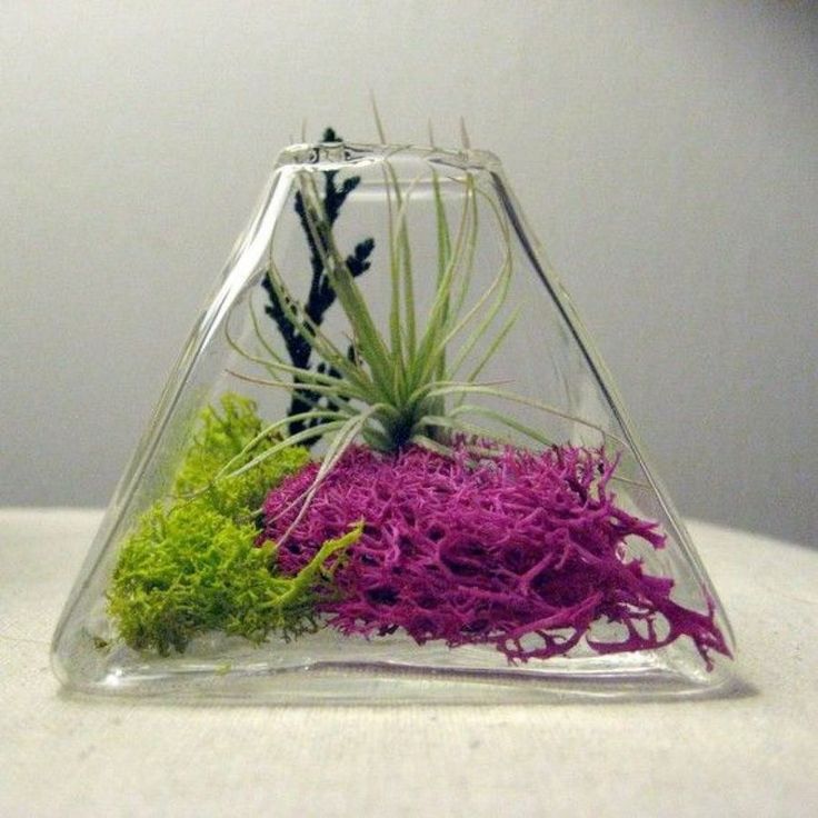 15+ Cool and Creative Terrarium Ideas