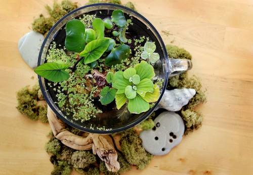 15+ Home Decor With Wonderful Terrarium